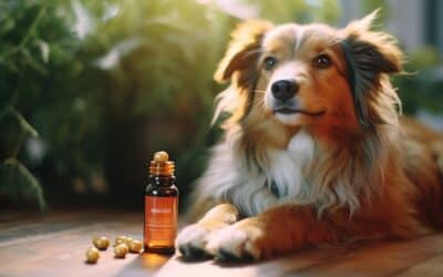 CBD chien dosage : Comment calculer le bon dosage ?