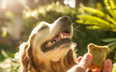 Éducation CBD : Comment le CBD peut faciliter le dressage de votre chien